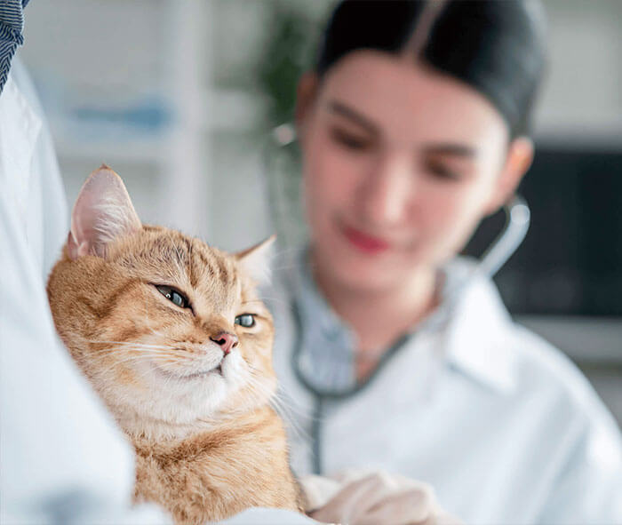 Échographe professionnel pour médecin